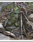 Grenouille__DSC12260001