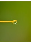 goutte_dsc2942