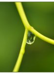 goutte_dsc2946