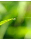 goutte_dsc7713
