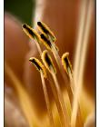 1_Fleur__DSC02820001