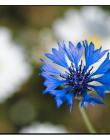 1_Fleur__DSC03660001