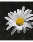 1_Fleur__DSC03960002