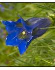 1_Fleur__DSC04100001