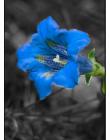 1_Fleur__DSC04200004