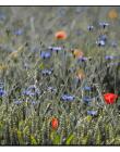1_Fleur__DSC05800005