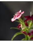1_Fleur__DSC10180001