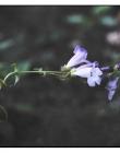 1_Fleur__DSC10330002