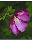 1_Fleur__DSC10350003