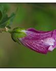 1_Fleur__DSC10360004