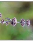1_Fleur__DSC10390006