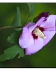 1_Fleur__DSC10400007