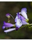 1_Fleur__DSC10410008