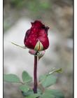 1_Fleur__DSC10450010
