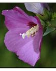 1_Fleur__DSC10460011