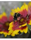 1_Fleur__DSC10500012