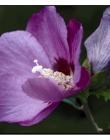 1_Fleur__DSC10720001