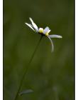 1_Fleur__DSC12930001