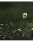1_Fleur__DSC13110001