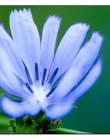 Fleur-de-salade__DSC28580004