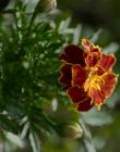 Fleur__DSC10610013