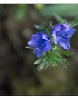 Fleur__DSC10630014