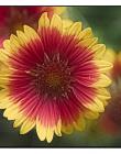 Fleur__DSC10670001