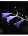 Fleur__DSC10730001