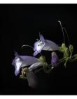 Fleur__DSC10810003
