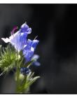 Fleur__DSC10850004