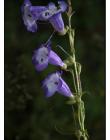Fleur__DSC10980005