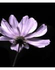 Fleur__DSC1126_0001
