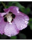 Fleur__DSC29720005