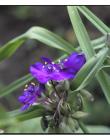 Fleur__DSC86440001