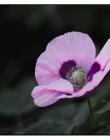 Fleur__DSC86520001