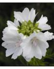 Fleur__DSC86530001