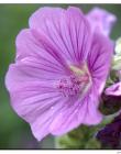 Fleur__DSC86680001