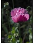 Fleur__DSC86780001