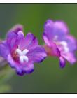 Fleur__DSC95280001