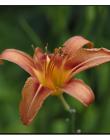 Fleur__DSC97520002