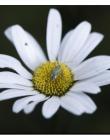 Fleur__DSC97530003