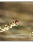 Coccinelle__DSC91620002