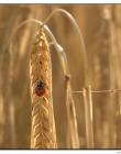 Coccinelle__DSC92950002