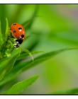 Coccinelle__DSC94930001