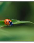 Coccinelle__DSC95040002