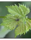 Feuille_Araignee_DSC01950001