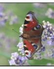 Papillon__DSC97330001