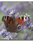 Papillon__DSC97340001