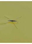 coleoptere_dsc1219