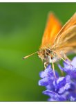 papillon_dsc1532_web